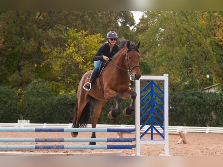 Weitere Warmblüter Mix Wallach 6 Jahre 175 cm Rotbrauner in Clover