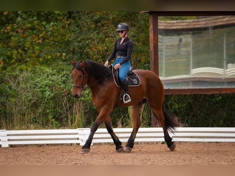 Weitere Warmblüter Mix Wallach 6 Jahre 175 cm Rotbrauner in Clover