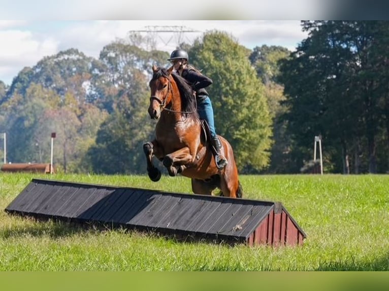 Weitere Warmblüter Mix Wallach 6 Jahre 175 cm Rotbrauner in Clover