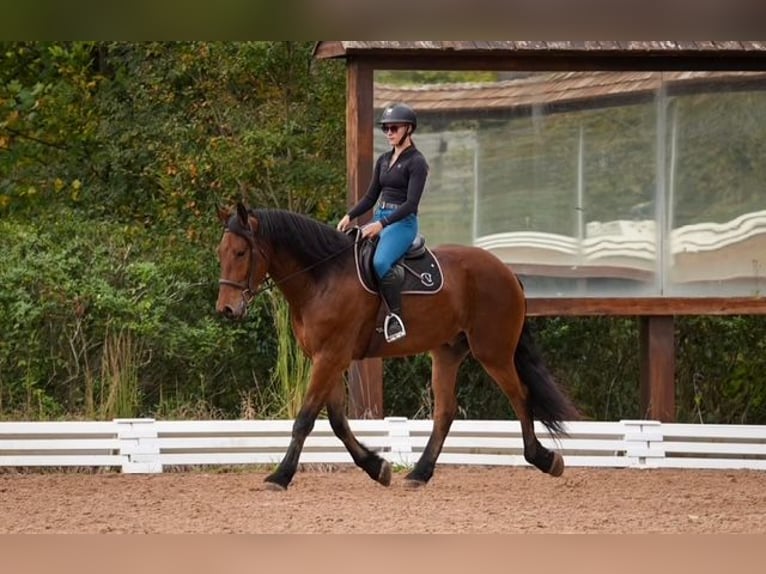 Weitere Warmblüter Mix Wallach 6 Jahre 175 cm Rotbrauner in Clover