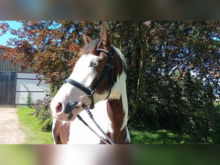 Weitere Warmblüter Wallach 6 Jahre 175 cm Schecke in Kunow
