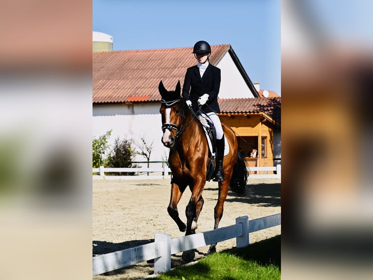 Weitere Warmblüter Wallach 6 Jahre 178 cm Brauner in Kottingbrunn