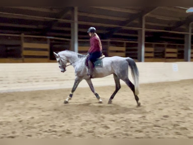 Weitere Warmblüter Wallach 6 Jahre 182 cm Apfelschimmel in Pelmberg