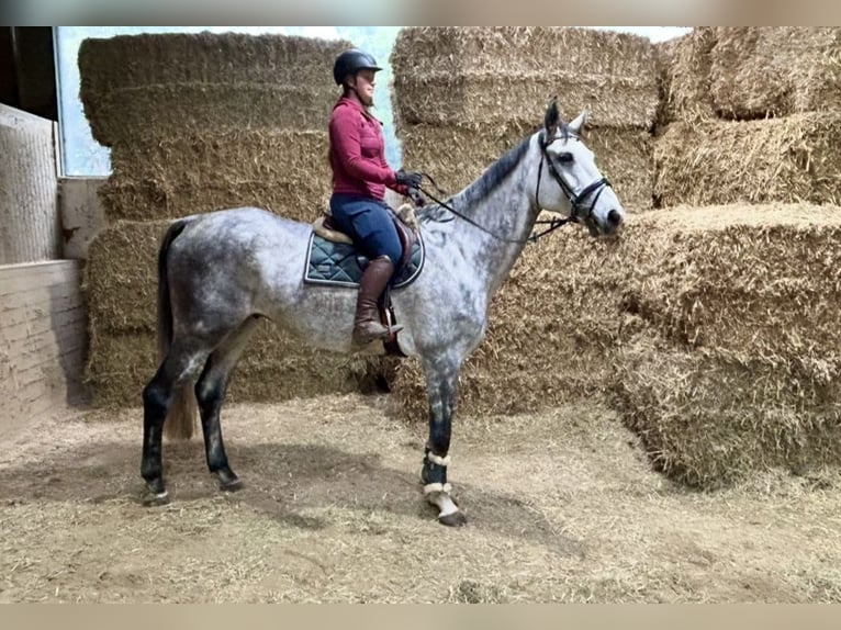 Weitere Warmblüter Wallach 6 Jahre 182 cm Apfelschimmel in Pelmberg