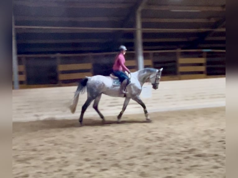 Weitere Warmblüter Wallach 6 Jahre 182 cm Apfelschimmel in Pelmberg