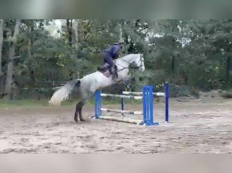 Weitere Warmblüter Wallach 6 Jahre 182 cm Apfelschimmel in Pelmberg
