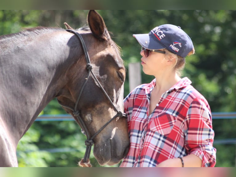 Weitere Warmblüter Mix Wallach 6 Jahre Brauner in Châtenois