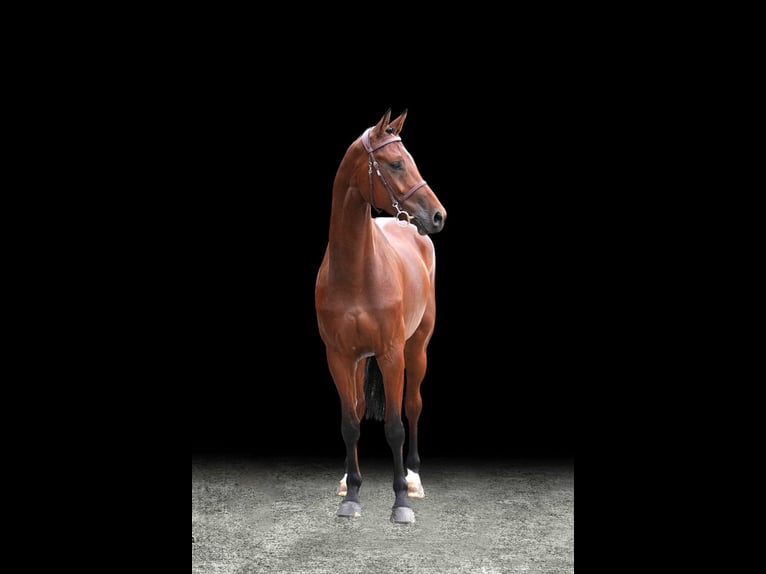 Weitere Warmblüter Wallach 6 Jahre Brauner in Z&#xFC;lpich