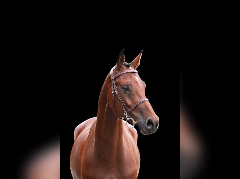 Weitere Warmblüter Wallach 6 Jahre Brauner in Z&#xFC;lpich