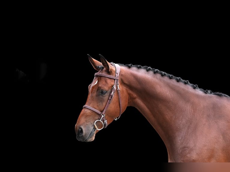 Weitere Warmblüter Wallach 6 Jahre Brauner in Z&#xFC;lpich