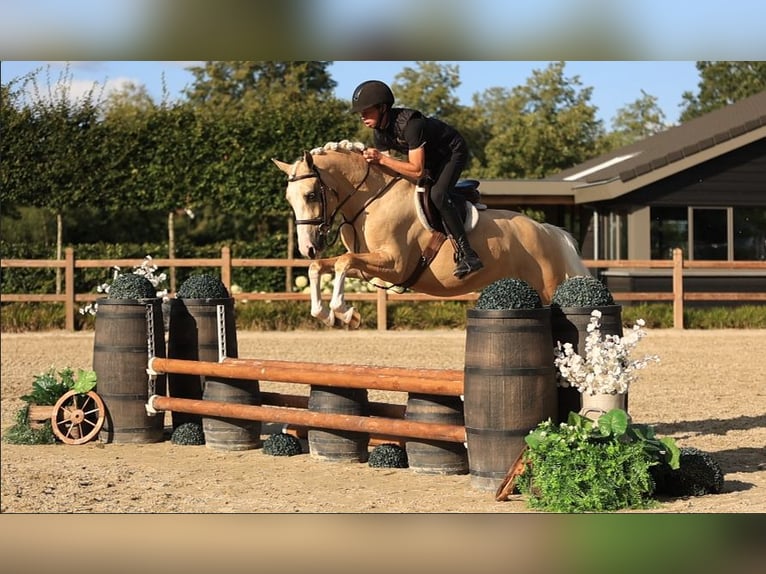 Weitere Warmblüter Wallach 7 Jahre 148 cm Palomino in Oost West en Middelbeers