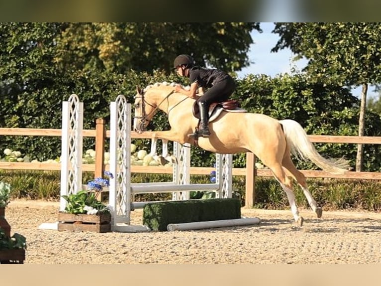 Weitere Warmblüter Wallach 7 Jahre 148 cm Palomino in Oost West en Middelbeers