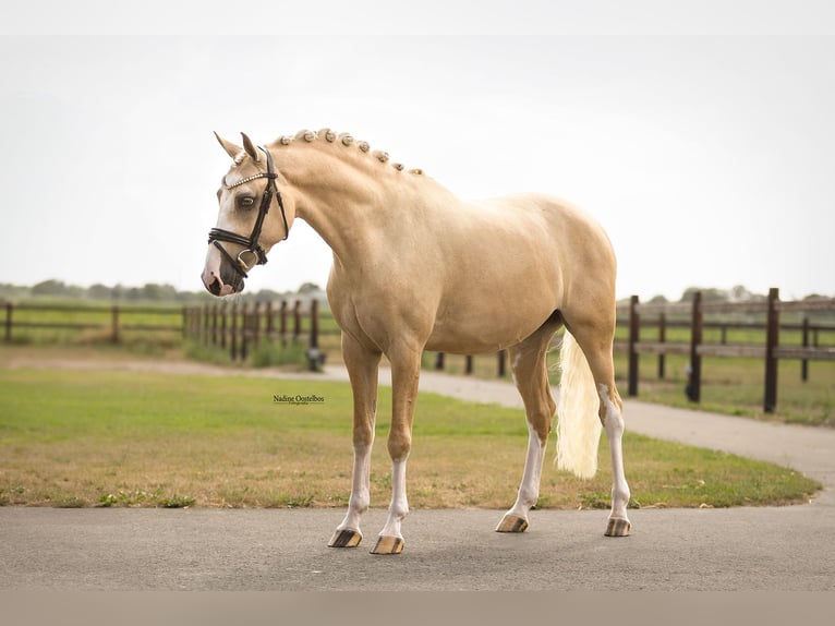 Weitere Warmblüter Wallach 7 Jahre 148 cm Palomino in Oost West en Middelbeers