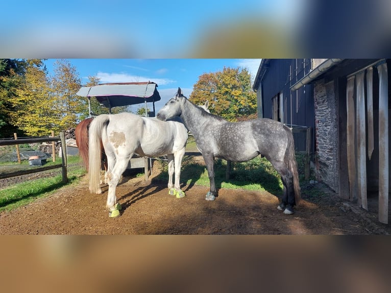 Weitere Warmblüter Wallach 7 Jahre 153 cm Apfelschimmel in Leienkaul Weitere Warmblüter Wallach 7 Jahre 153 cm Apfelschimmel in Leienkaul