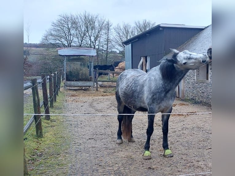 Weitere Warmblüter Wallach 7 Jahre 153 cm Apfelschimmel in Leienkaul Weitere Warmblüter Wallach 7 Jahre 153 cm Apfelschimmel in Leienkaul
