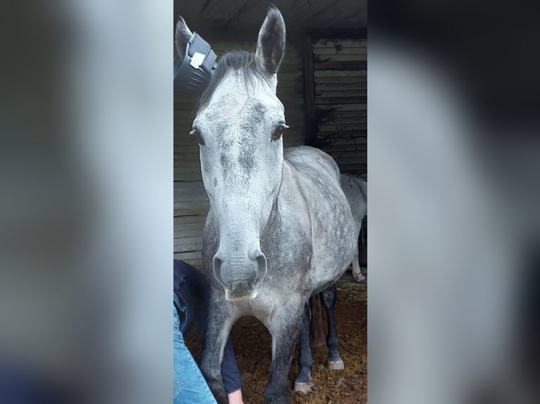 Weitere Warmblüter Wallach 7 Jahre 153 cm Apfelschimmel in Leienkaul Weitere Warmblüter Wallach 7 Jahre 153 cm Apfelschimmel in Leienkaul