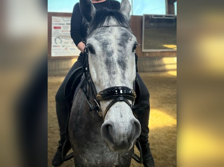 Weitere Warmblüter Wallach 7 Jahre 153 cm Apfelschimmel in Roes