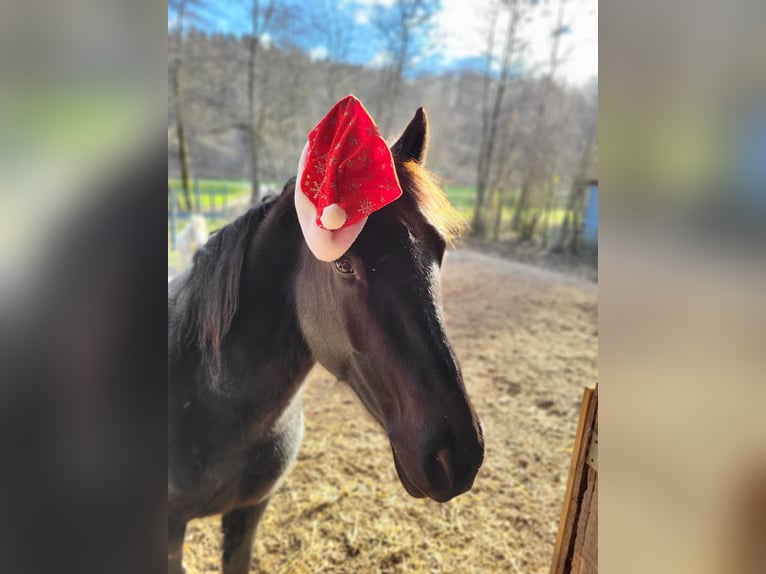 Weitere Warmblüter Wallach 7 Jahre 153 cm Rappe in Heiligenkreuz im Lafnitztal