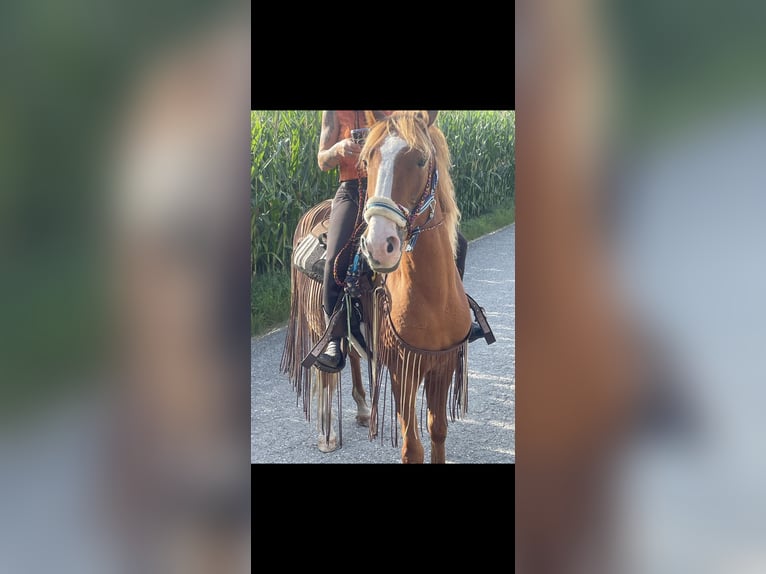 Weitere Warmblüter Wallach 7 Jahre 155 cm Fuchs in Dasing