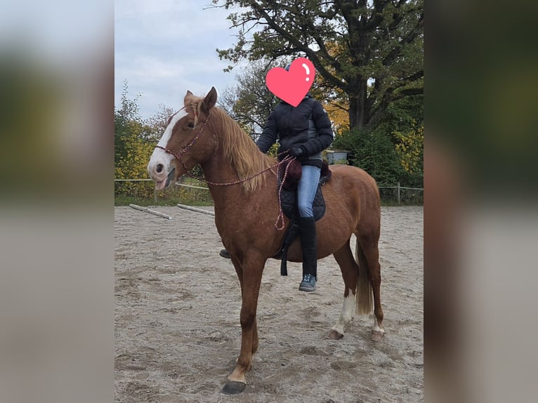 Weitere Warmblüter Wallach 7 Jahre 155 cm Fuchs in Dasing