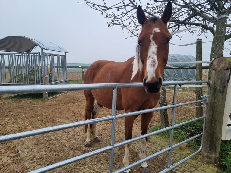 Weitere Warmblüter Wallach 7 Jahre 157 cm Schecke in Putzing Weitere Warmblüter Wallach 7 Jahre 157 cm Schecke in Putzing
