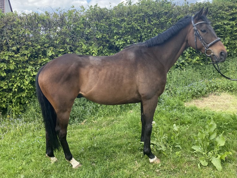 Weitere Warmblüter Wallach 7 Jahre 158 cm Schwarzbrauner in Elze Esbeck