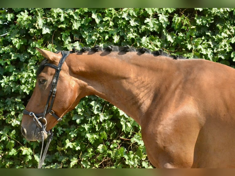 Weitere Warmblüter Wallach 7 Jahre 160 cm Brauner in Würzburg