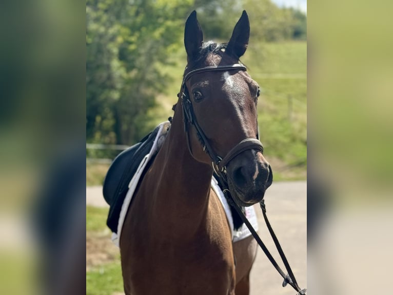 Weitere Warmblüter Wallach 7 Jahre 160 cm Dunkelbrauner in Saarbr&#xFC;cken