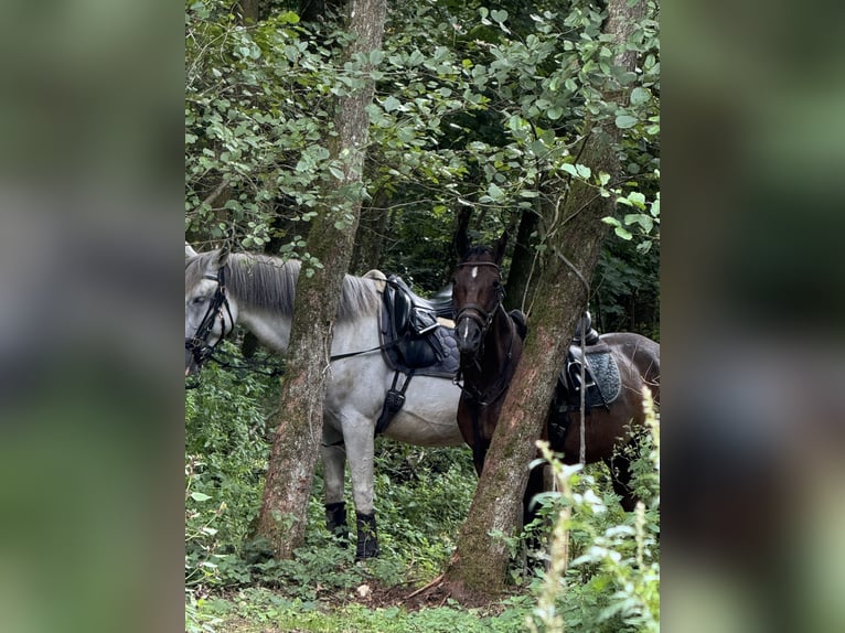 Weitere Warmblüter Wallach 7 Jahre 160 cm Dunkelbrauner in Saarbr&#xFC;cken