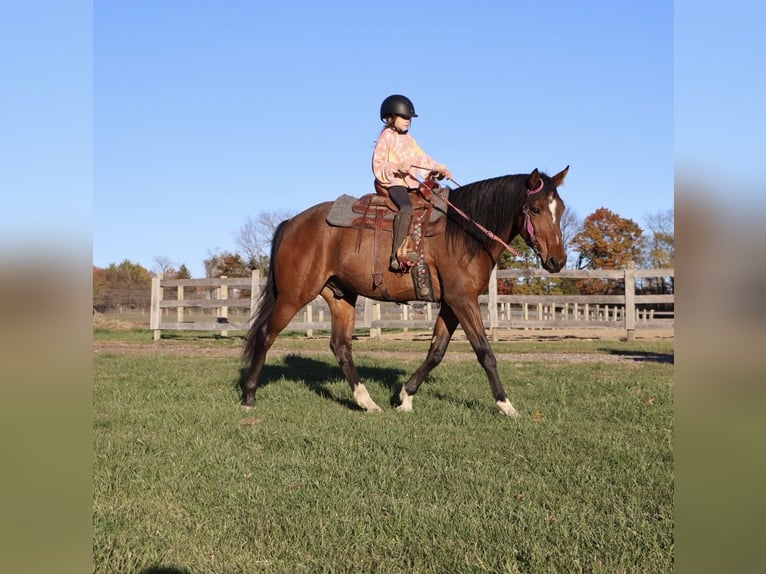 Weitere Warmblüter Wallach 7 Jahre 160 cm Rotbrauner in Howell