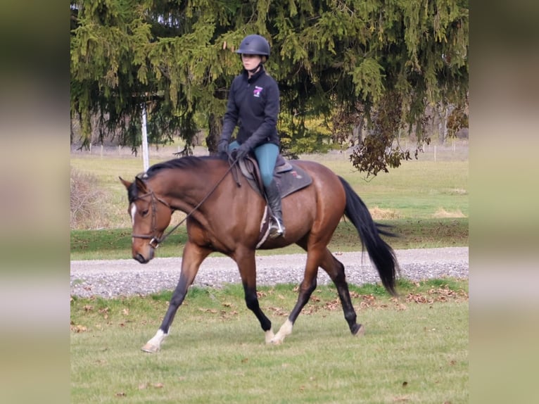 Weitere Warmblüter Wallach 7 Jahre 160 cm Rotbrauner in Howell