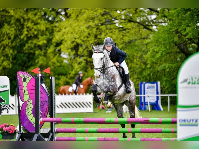 Weitere Warmblüter Wallach 7 Jahre 160 cm Schimmel in Freiberg