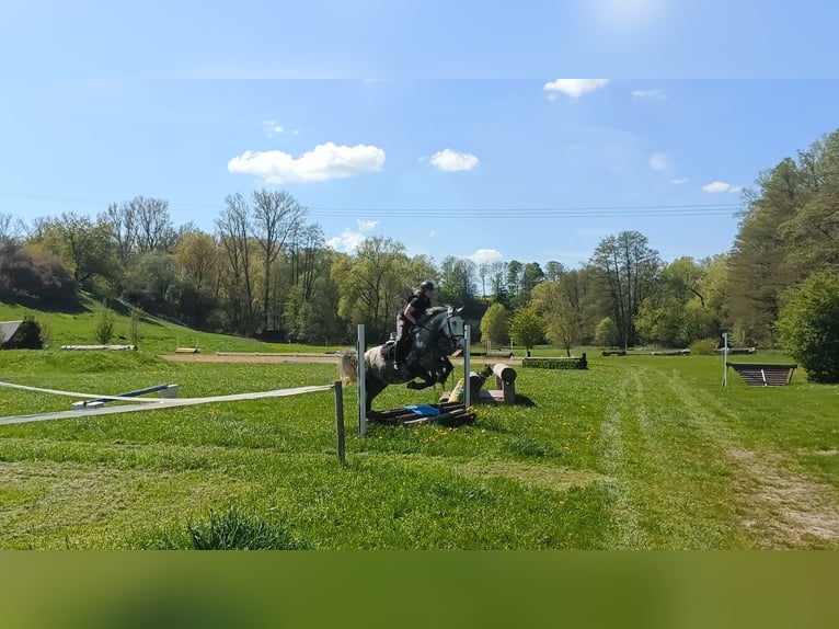 Weitere Warmblüter Wallach 7 Jahre 160 cm Schimmel in Freiberg