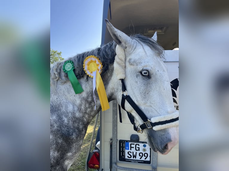 Weitere Warmblüter Wallach 7 Jahre 160 cm Schimmel in Freiberg