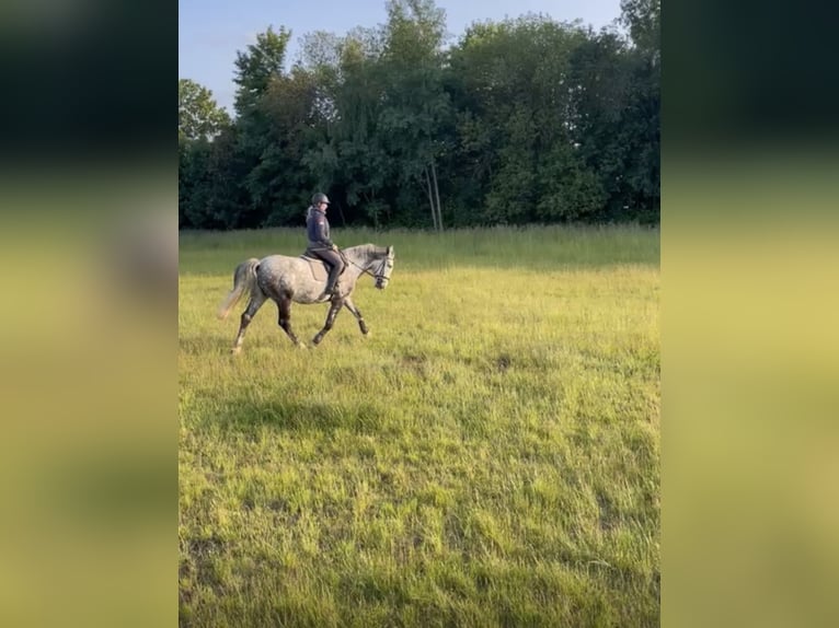 Weitere Warmblüter Wallach 7 Jahre 160 cm Schimmel in Freiberg