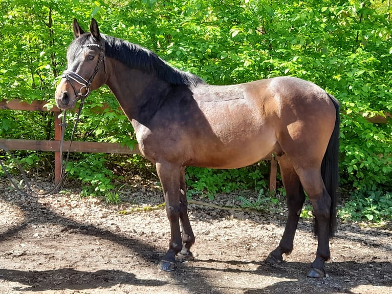 Weitere Warmblüter Wallach 7 Jahre 161 cm Dunkelbrauner in Braunschweig
