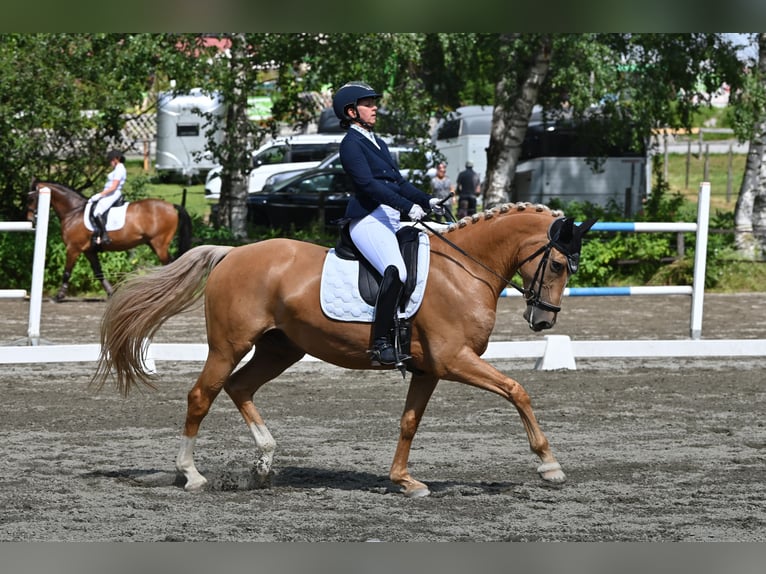 Weitere Warmblüter Mix Wallach 7 Jahre 162 cm Palomino in Grossgmain