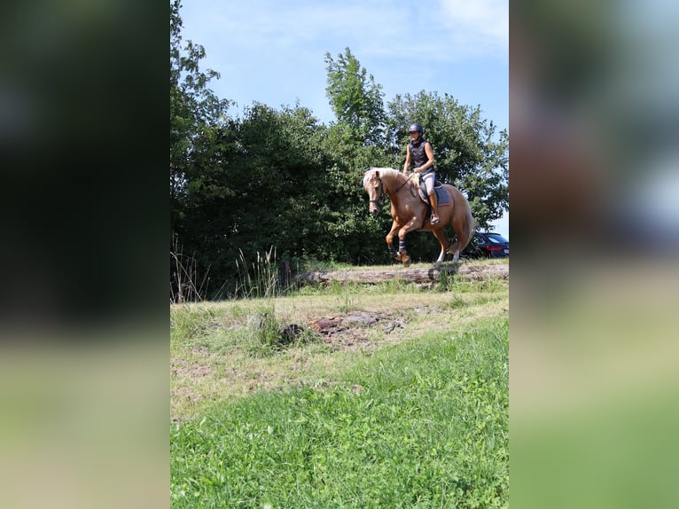 Weitere Warmblüter Mix Wallach 7 Jahre 162 cm Palomino in Grossgmain