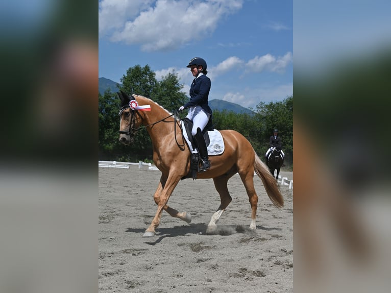 Weitere Warmblüter Mix Wallach 7 Jahre 162 cm Palomino in Grossgmain