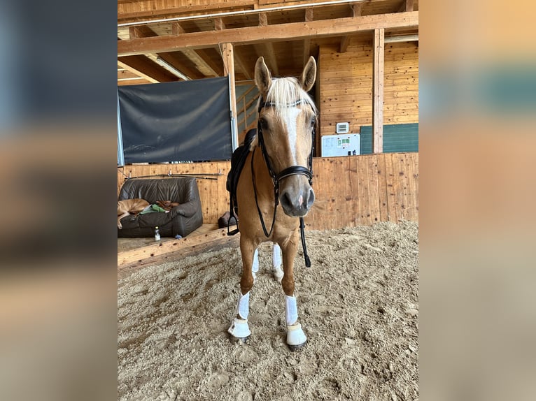 Weitere Warmblüter Mix Wallach 7 Jahre 162 cm Palomino in Grossgmain