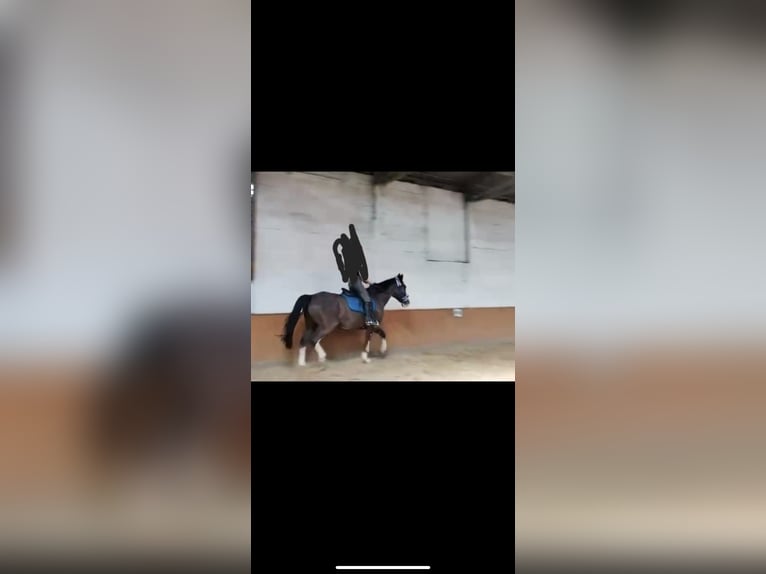 Weitere Warmblüter Mix Wallach 7 Jahre 162 cm Sabino in Deinste