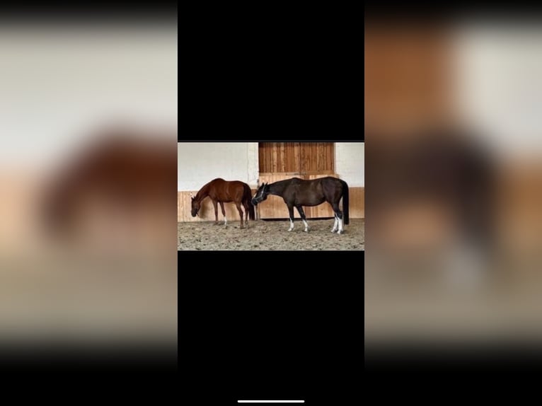 Weitere Warmblüter Mix Wallach 7 Jahre 162 cm Sabino in Deinste