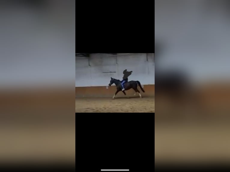 Weitere Warmblüter Mix Wallach 7 Jahre 162 cm Sabino in Deinste
