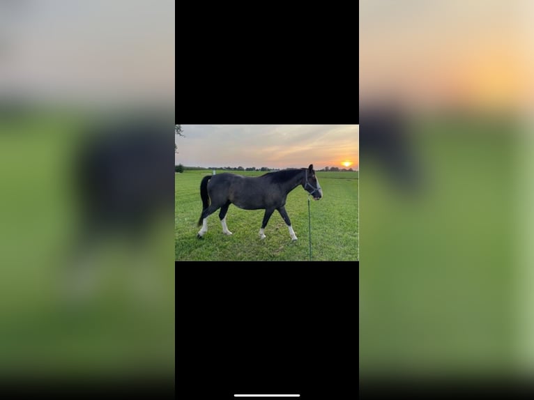 Weitere Warmblüter Mix Wallach 7 Jahre 162 cm Sabino in Deinste