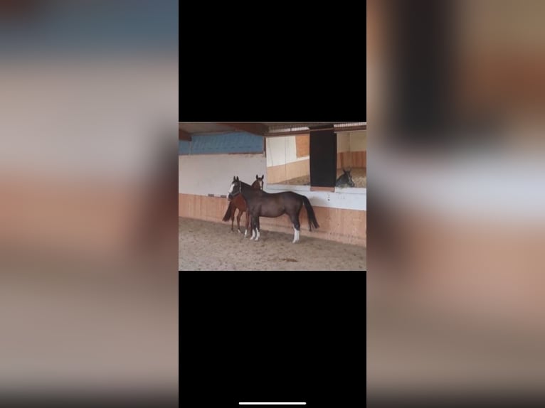 Weitere Warmblüter Mix Wallach 7 Jahre 162 cm Sabino in Deinste