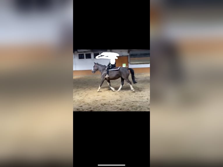 Weitere Warmblüter Mix Wallach 7 Jahre 162 cm Sabino in Deinste