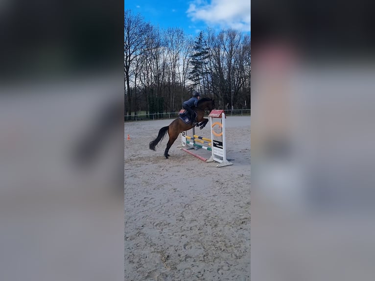 Weitere Warmblüter Mix Wallach 7 Jahre 163 cm Brauner in Frankenthal (Pfalz)