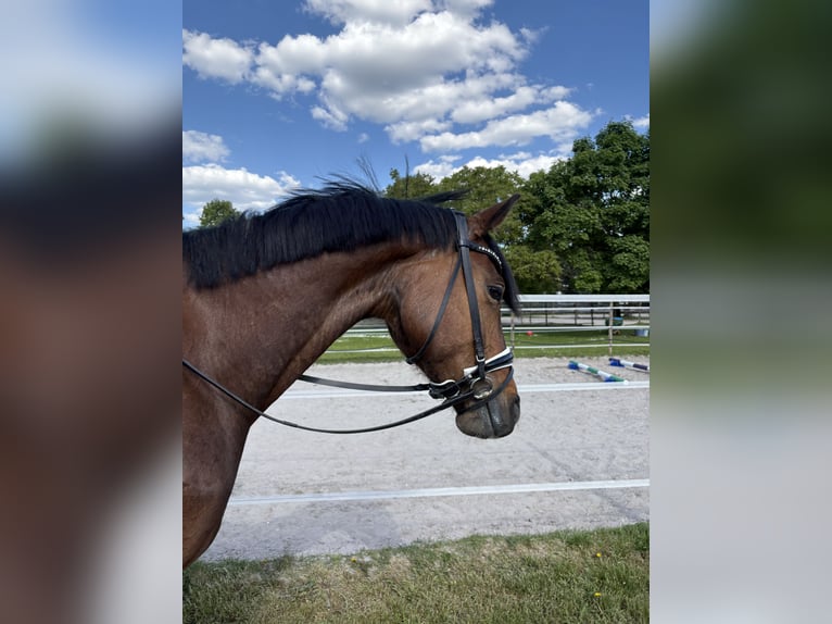 Weitere Warmblüter Mix Wallach 7 Jahre 163 cm Brauner in Frankenthal (Pfalz)
