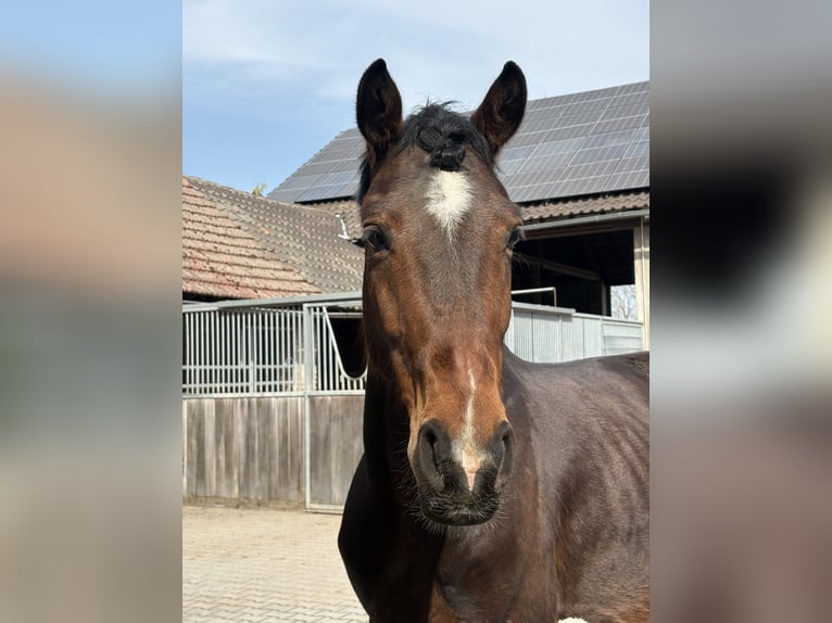 Weitere Warmblüter Mix Wallach 7 Jahre 163 cm Brauner in Frankenthal (Pfalz)