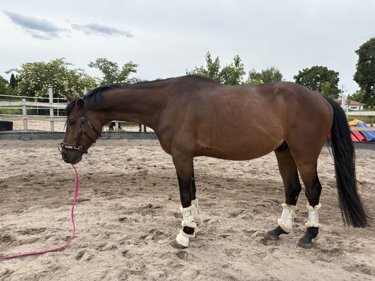 Weitere Warmblüter Mix Wallach 7 Jahre 163 cm Brauner in Frankenthal (Pfalz)